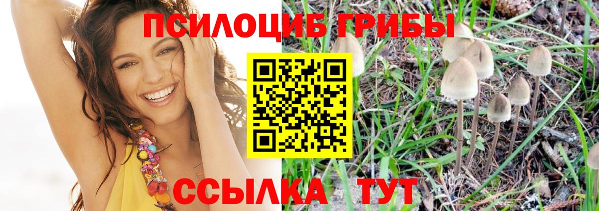 Псилоцибиновые грибы Psilocybine cubensis  Вход с VPN  Псилоцибиновые грибы прущие грибы  Балтийск 
